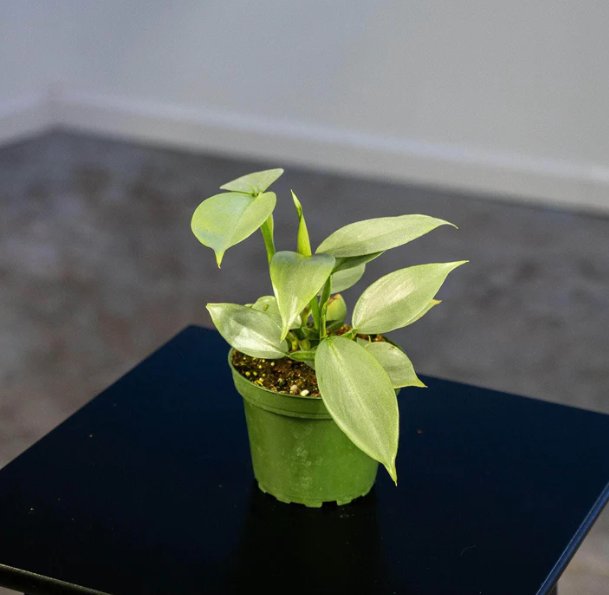 Wonderful Philodendron hastatum Silver Sword Garden Plant