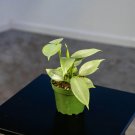 Wonderful Philodendron hastatum Silver Sword Garden Plant