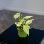 Wonderful Philodendron hastatum Silver Sword Garden Plant