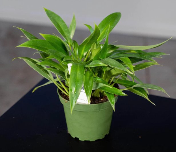 Wonderful Philodendron Wend imbe Garden Plant