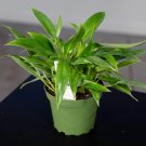 Wonderful Philodendron Wend imbe Garden Plant