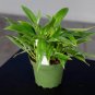 Wonderful Philodendron Wend imbe Garden Plant