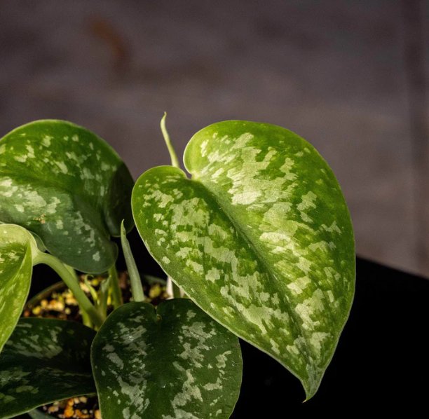 Wonderful Scindapsus pictus Silver Splash Garden Plant