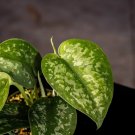 Wonderful Scindapsus pictus Silver Splash Garden Plant