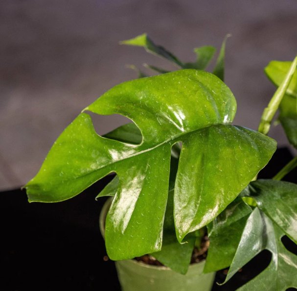 Wonderful Rhaphidophora tetrasperma Garden Plant