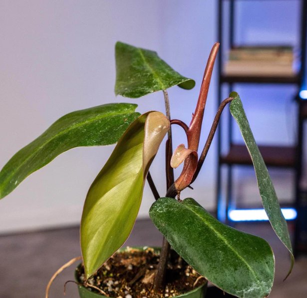 Wonderful Philodendron erubescens Red Emerald Garden Plant