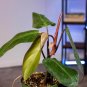 Wonderful Philodendron erubescens Red Emerald Garden Plant