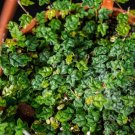 Wonderful Ficus pumila Quercifolia Oak Leaf Garden Plant