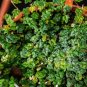 Wonderful Ficus pumila Quercifolia Oak Leaf Garden Plant