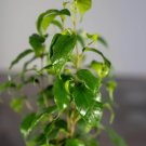 Wonderful Ficus benjamina TooLittle Garden Plant