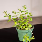 Wonderful Goldfish Columnea gloriosa Gold Heart Garden Plant