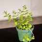 Wonderful Goldfish Columnea gloriosa Gold Heart Garden Plant