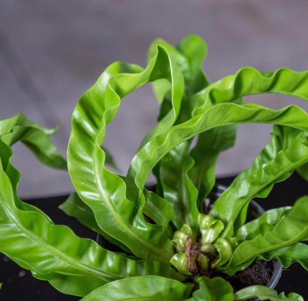 Wonderful Fern Birds Nest Asplenium antiquum Hurricane Garden Plant