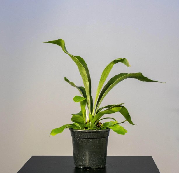 Wonderful Fern Staghorn Platycerium bifurcatum Netherlands Garden Plant