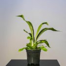 Wonderful Fern Staghorn Platycerium bifurcatum Netherlands Garden Plant