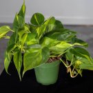 Wonderful Philodendron hederaceum Brasil Garden Plant