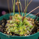 Wonderful Carnivorous Drosera spatulata Sundew Garden Plant