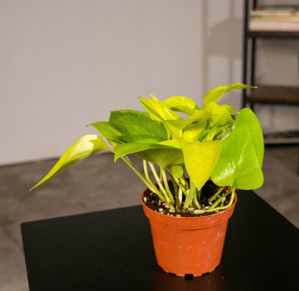 Wonderful Pothos Epipremnum aureum Neon Garden Plant