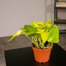 Wonderful Pothos Epipremnum aureum Neon Garden Plant