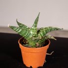 Wonderful Sansevieria Tiger Garden Plant