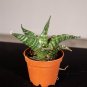 Wonderful Sansevieria Tiger Garden Plant