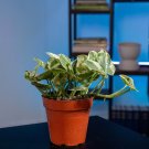 Wonderful Pothos Epipremnum aureum Pearls and Jade Garden Plant