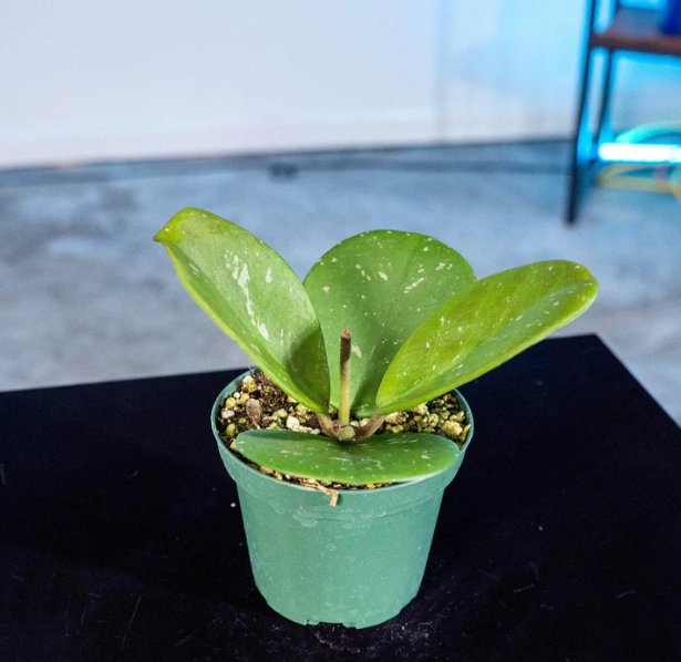 Wonderful Hoya obovata Garden Plant