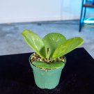 Wonderful Hoya obovata Garden Plant