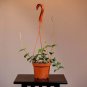 Wonderful Hoya nummularioides Garden Plant