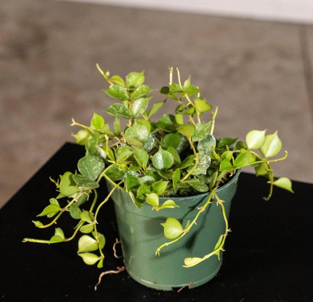 Wonderful Hoya curtisii Garden Plant
