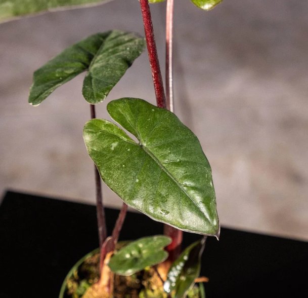 Wonderful Alocasia sarawakensis Yucatan Princess Garden Plant