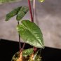 Wonderful Alocasia sarawakensis Yucatan Princess Garden Plant