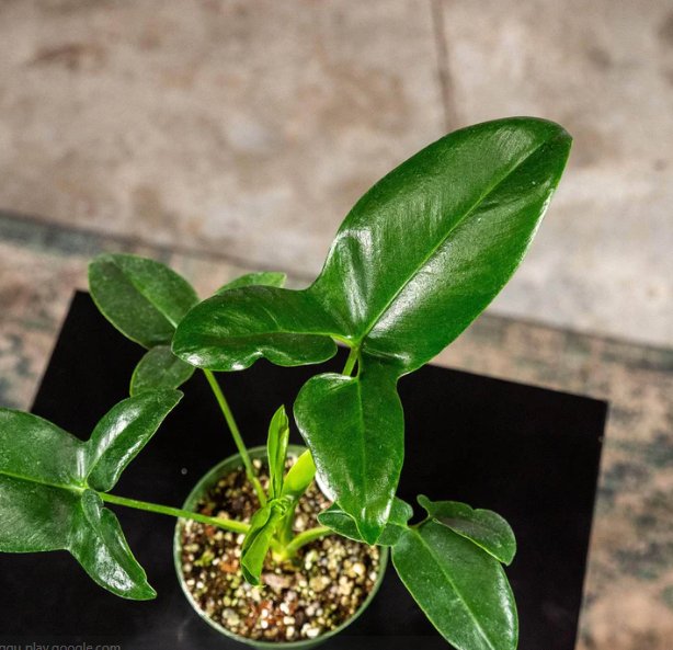 Wonderful Philodendron goeldii Garden Plant