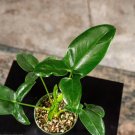 Wonderful Philodendron goeldii Garden Plant