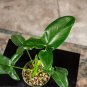 Wonderful Philodendron goeldii Garden Plant