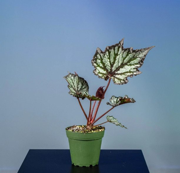 Wonderful Begonia rex Summer Storm Garden Plant