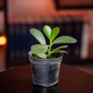 Wonderful Clusia flava Guttifera Garden Plant