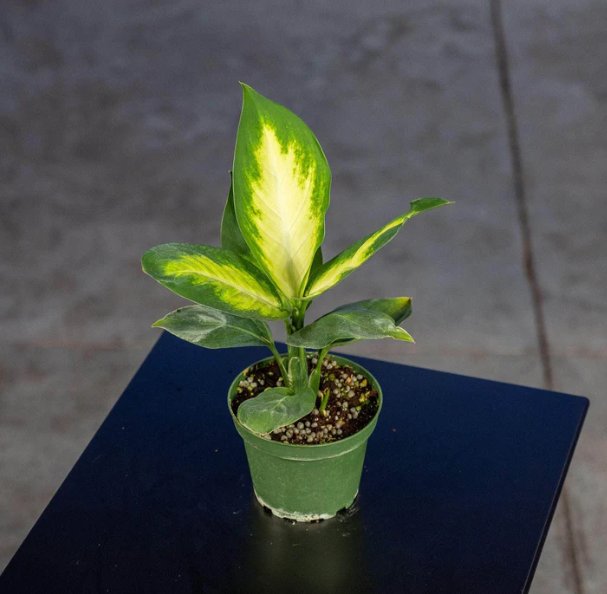 Wonderful Dieffenbachia Tropic Marianne Garden Plant