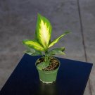 Wonderful Dieffenbachia Tropic Marianne Garden Plant