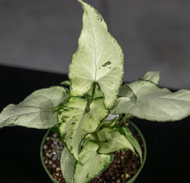 Wonderful Syngonium podophyllum Holly M Garden Plant