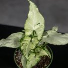 Wonderful Syngonium podophyllum Holly M Garden Plant