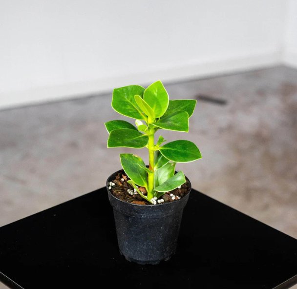 Wonderful Clusia rosea Princess Garden Plant