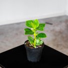 Wonderful Clusia rosea Princess Garden Plant