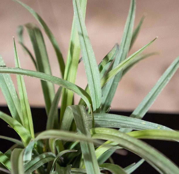 Wonderful Tradescantia Sweet Kate Garden Plant