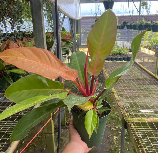 Wonderful Philodendron Prince of Orange Garden Plant
