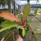 Wonderful Philodendron Prince of Orange Garden Plant