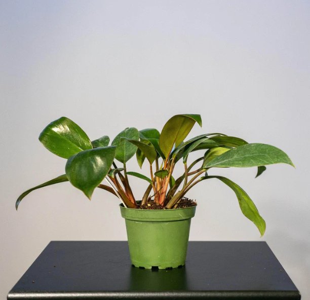 Wonderful Philodendron Red Congo Mini Garden Plant