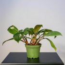 Wonderful Philodendron Red Congo Mini Garden Plant
