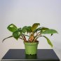 Wonderful Philodendron Red Congo Mini Garden Plant