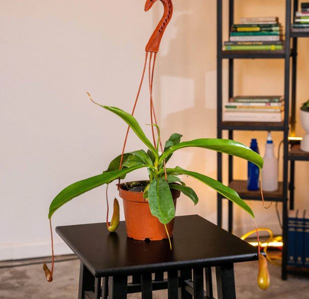 Wonderful Carnivorous Nepenthes Alata Garden Plant